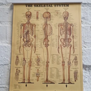 Juliste Skeletal System